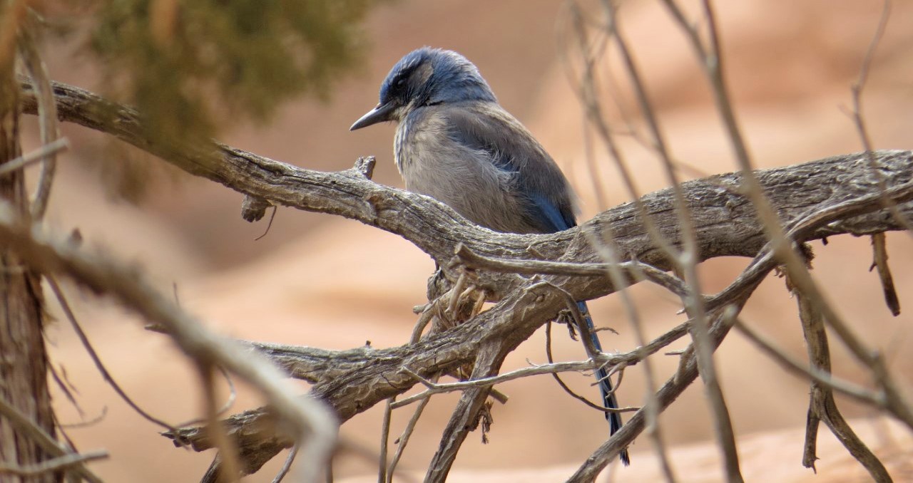 Woodhouse's scrub-jay perched on a branch. A Woodhouse's scrub-jay with blue-gray feathers perched on a weathered branch, surrounded by dry twigs. The background consists of blurred desert tones.