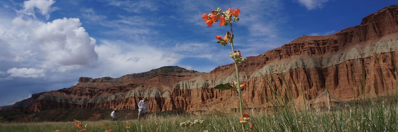 Orange globemallow blossoms against a backdrop of red rock, blue sky, and people doing field work.