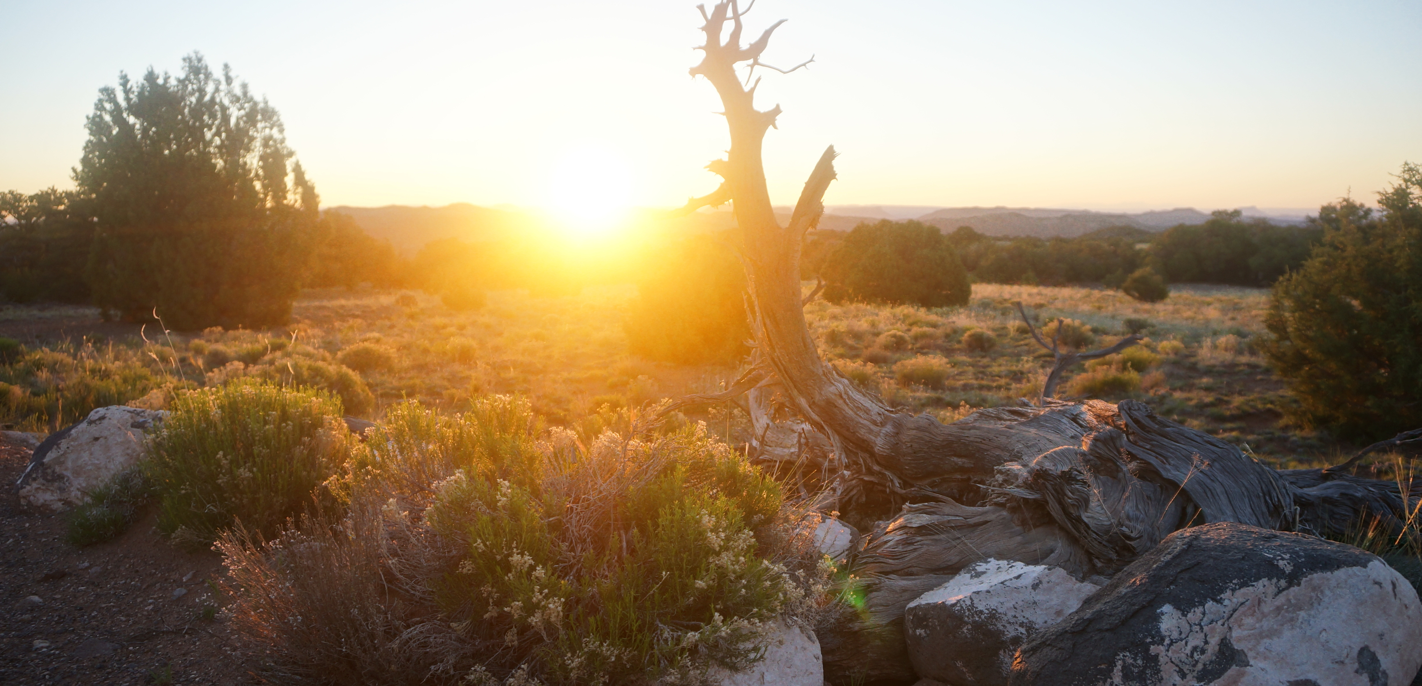 A bright sun begins to drop below the horizon across a vegetated desert and dead pinyon pine.