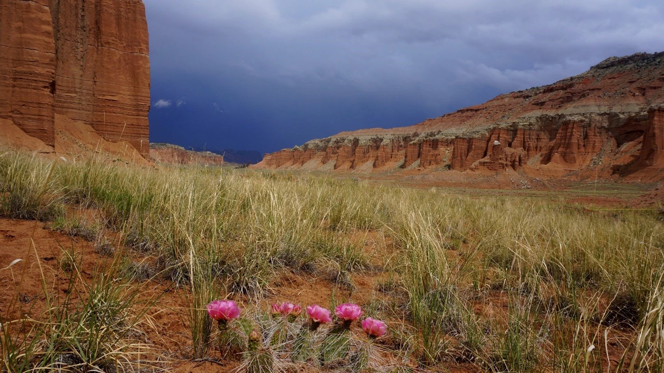 Capitol Reef’s grasslands host desert plants against a backdrop of striking cliffs and stormy skies. Pink cactus flowers blooming in grassland beneath red cliffs and a stormy sky.