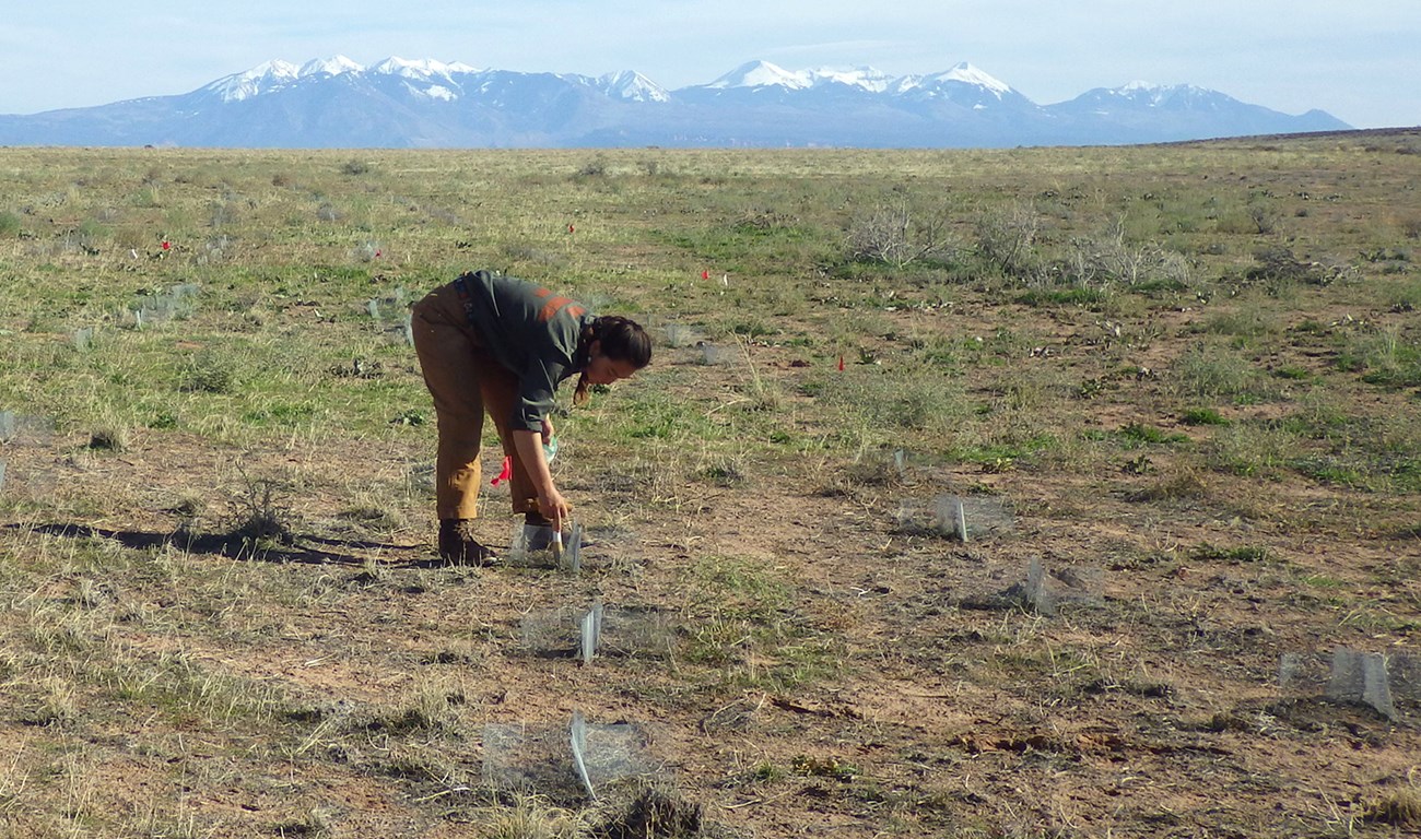 Restoration projects use microhabitat modifications to capture seeds and moisture, boosting seedling survival. Person bending to place a small structure on open grassland with mountains in the distance.
