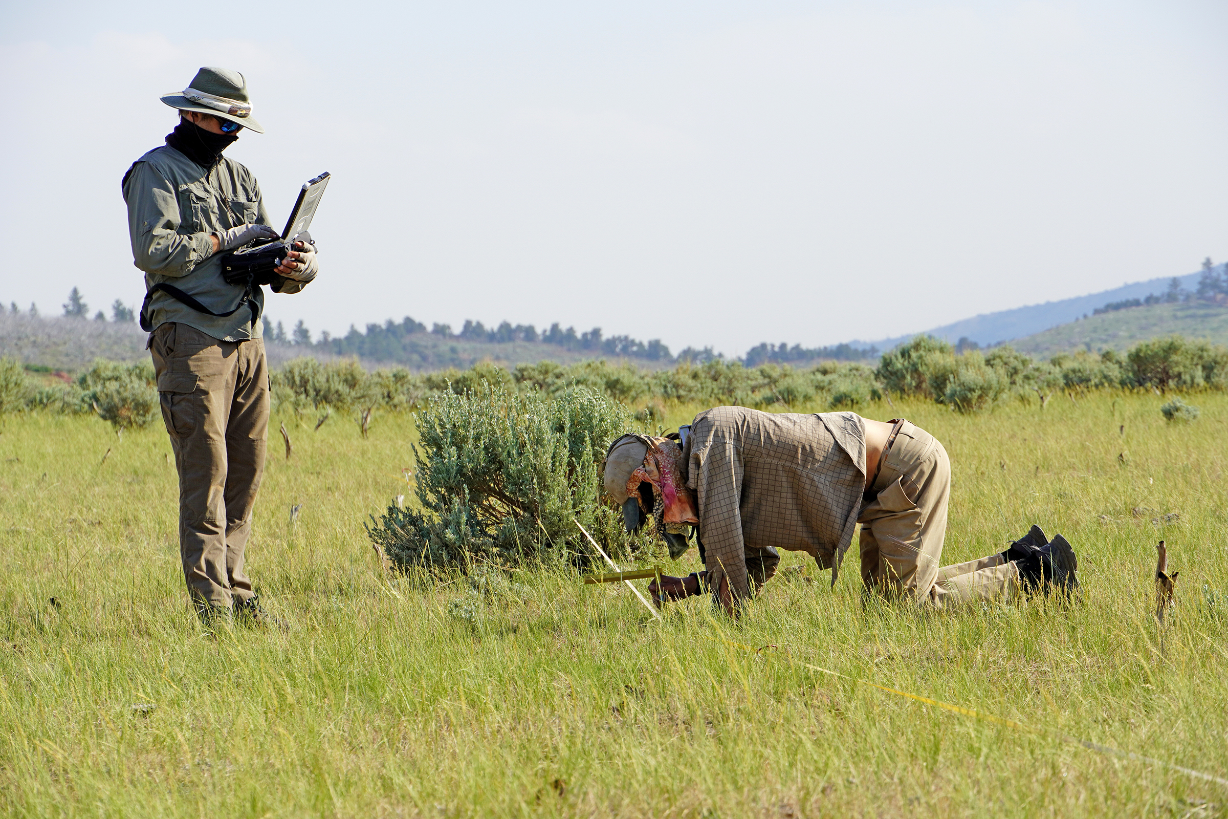  Two men in a meadow. One stands, typing into a laptop computer. The other is on hands and knees, crouching over a tape transect with a measuring instrument.