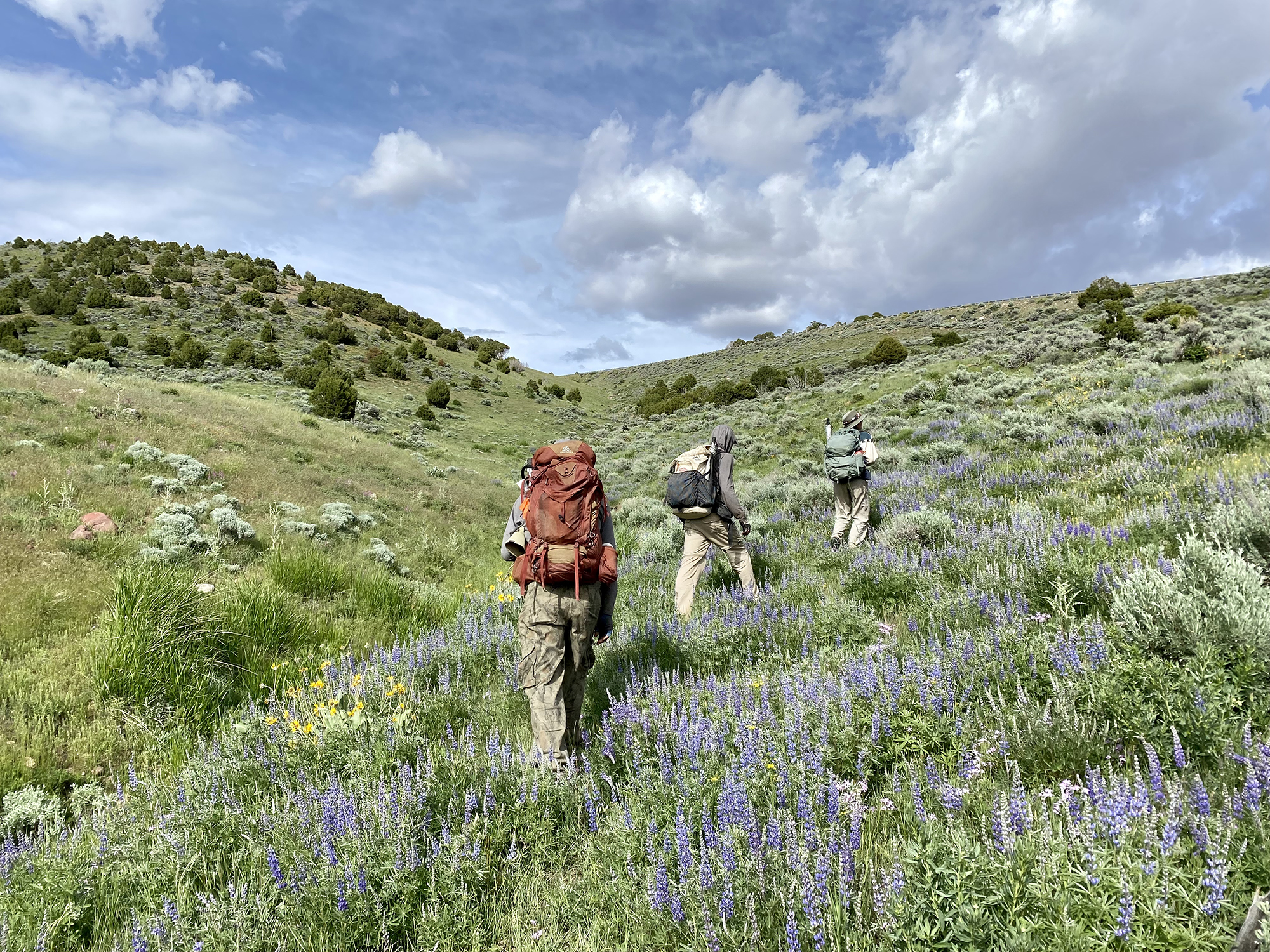  Three people wearing backpacks hiking up a grassy hill with colorful wildflowers.
