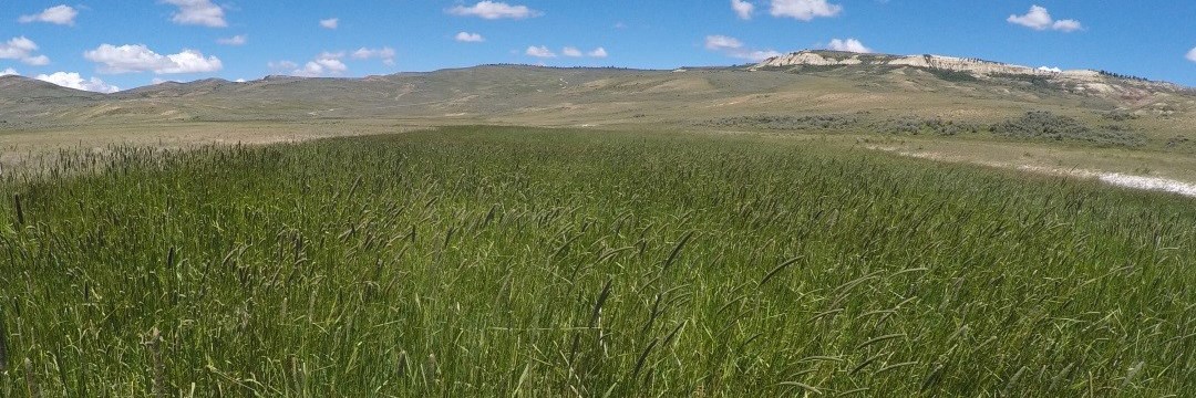 Creeping foxtail. NPS/Luke Gommermann Field of tall, green grass in foreground. Blue sky and butte in background.