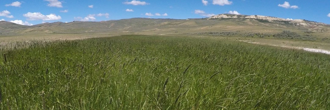 Creeping foxtail. NPS/Luke Gommermann Field of tall, green grass in foreground. Blue sky and butte in background.