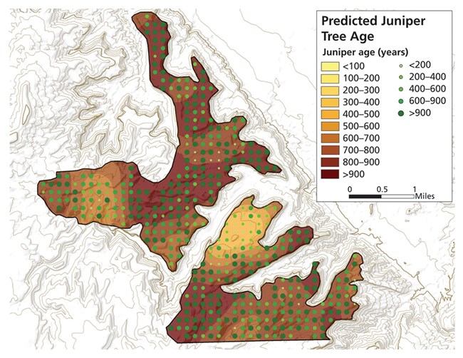 Juniper tree age Topo map showing green dots and brown gradient representing tree age.
