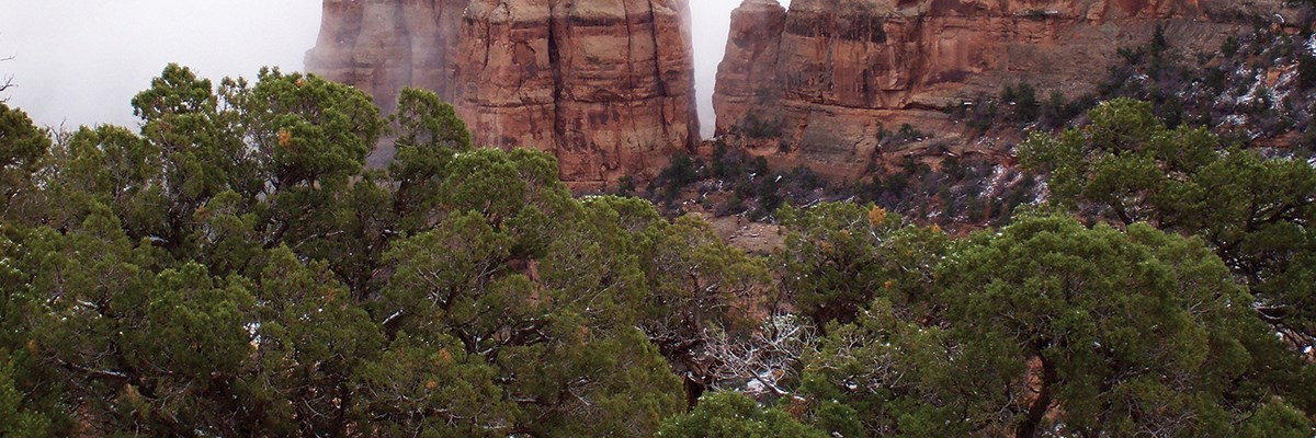 Green juniper trees and red rock.