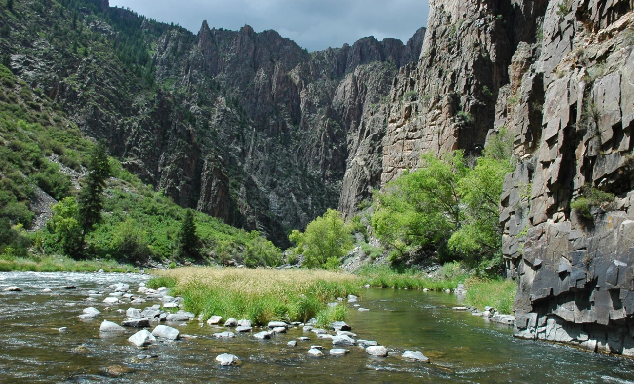 Invasive reed canarygrass along the Gunnison River. A clear, shallow section of the Gunnison River with clusters of invasive reed canarygrass along the banks. Towering rock cliffs rise on both sides, with patches of green vegetation against the rugged canyon walls.