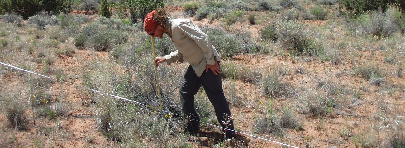 Field crew member monitoring a vegetation transect