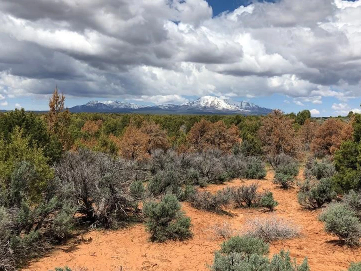 Patches of dying junipers on Cedar Mesa illustrate the impacts of drought and climate on desert woodlands. Brown junipers among green shrubs on red soil with snow-capped mountains in the background.