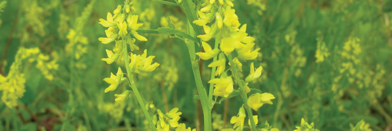 Bright yellow raceme flowers with bright green stems against a background of similar flowers.