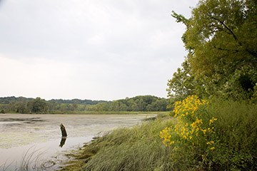 A marsh with yellow flowers and open water.