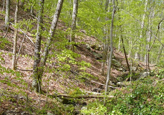 A piedmont forest slope in spring.