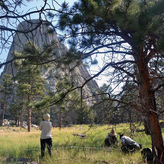 Plant community monitoring Three biologists record plants along a measuring tape in a grassy area with pine trees and a stone tower in the background