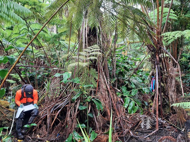 PACN staff record early detection data for monitored invasive species