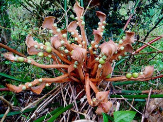 Native plant species, Cycas circinalis in War in the Pacific National Historical Park