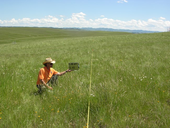 Upland Vegetation & Soils monitoring in Little Bighorn Battlefield National Monument.