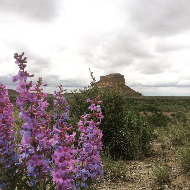 Purple flowers blooming with a large butte rising in the background.