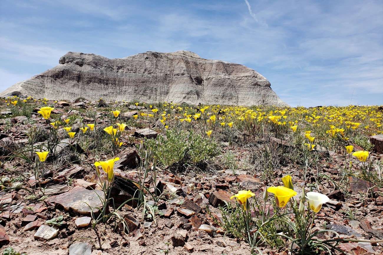 Yellow and white flowers growing inbetween shards of petrified wood with a large butte rising in the background.