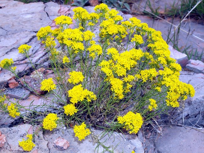Snakeweed Bush with yellow flowers
