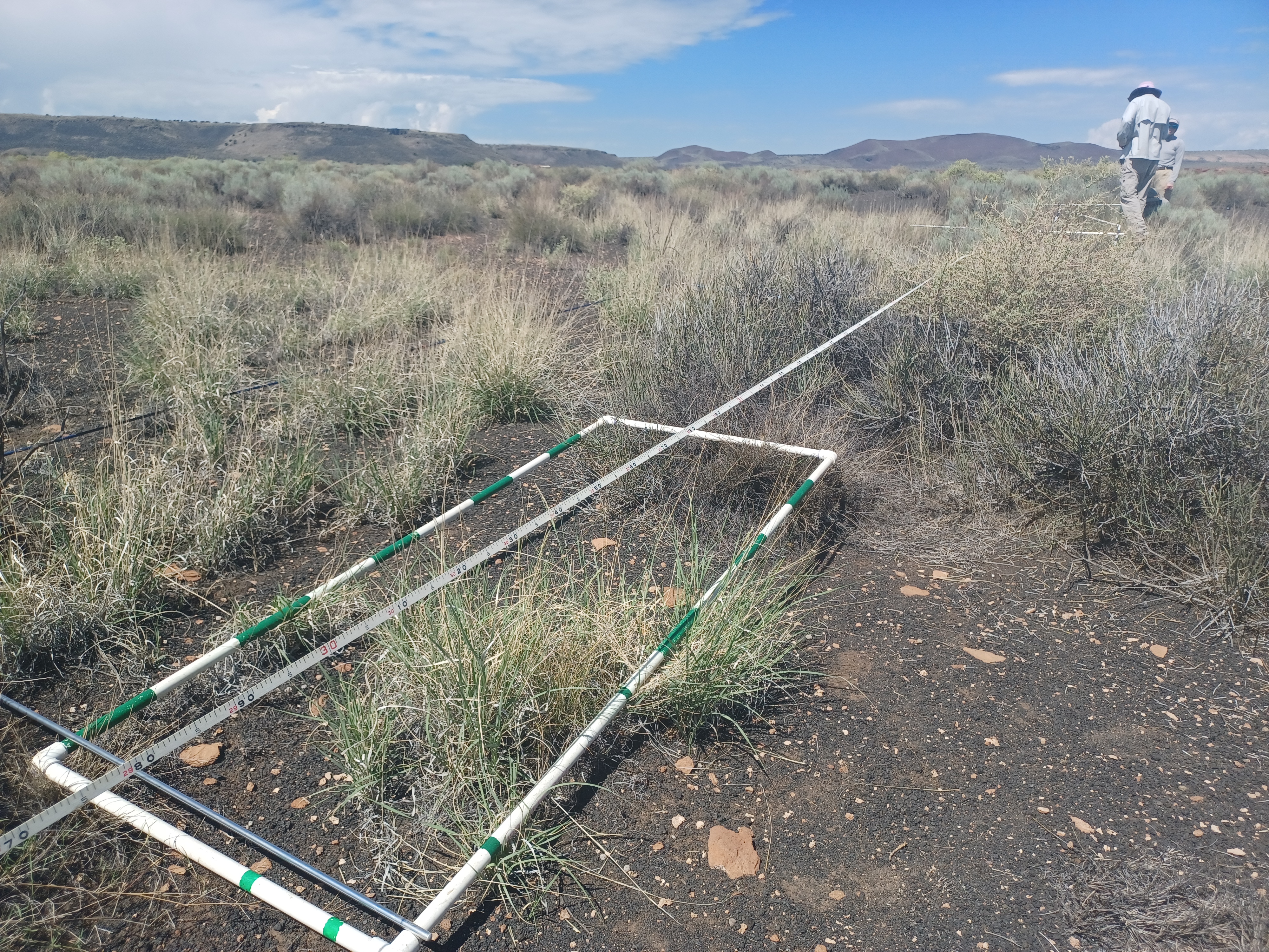 Change Over Time in Semi Arid Grassland and Shrublands at Three