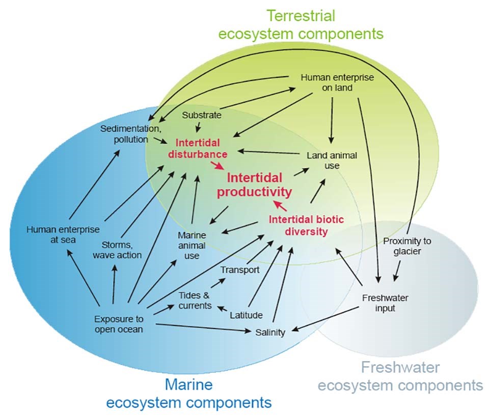 A conceptual model showing the interaction between ecosystems.