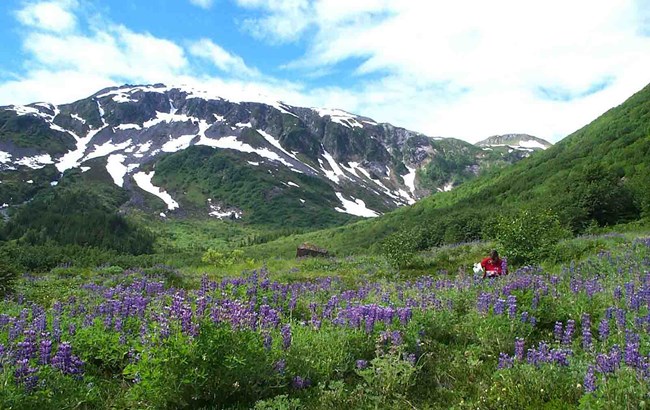 A researcher makes notes in the field surrounded by wildflowers and mountains