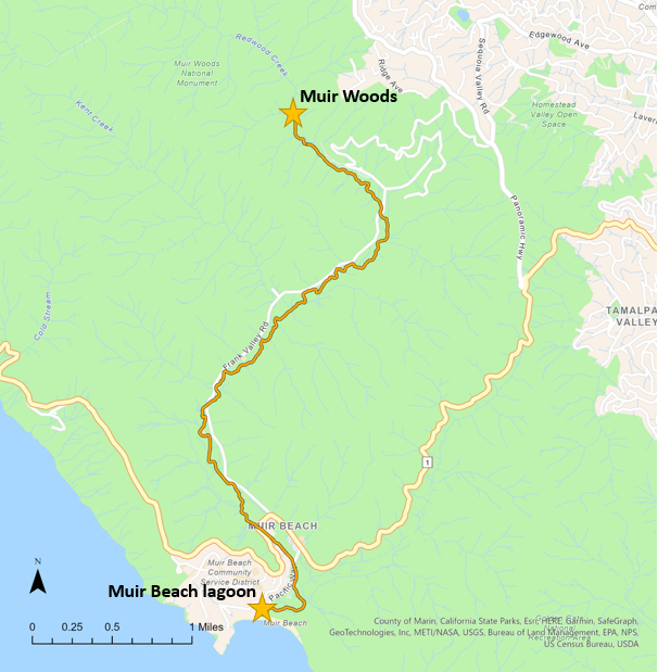 Map with a yellow line highlighting a path from Muir Beach to Muir Woods. Yellow stars mark these beginning and end destinations.