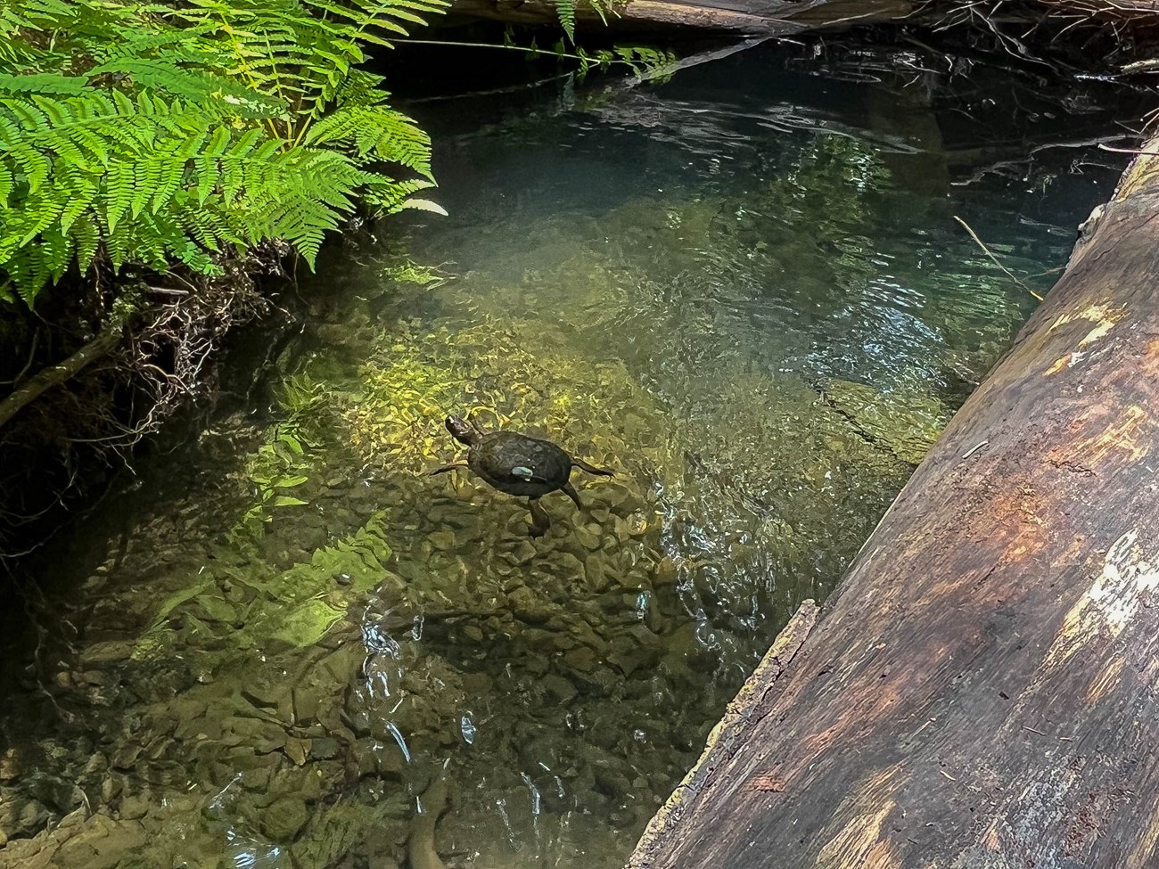 A turtle is swimming in a pool of clear water, surrounded by logs and ferns.