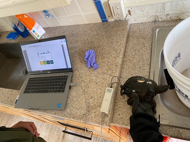 A wire connects the GPS tag on a turtles back to a computer.