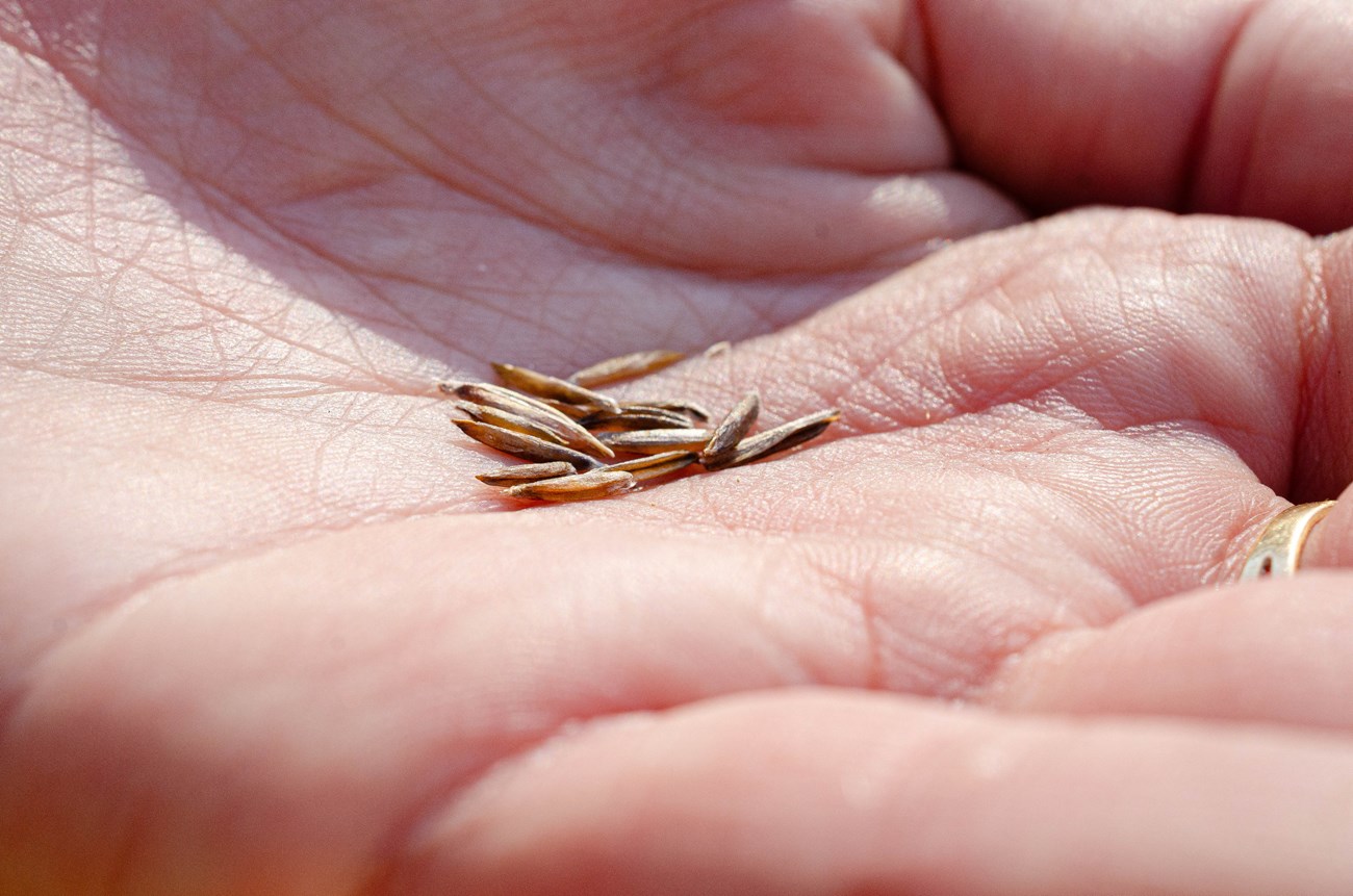 Maritime Brome (Bromus maritimus) seeds A close up of a hand with holding about twelve small brown seeds.