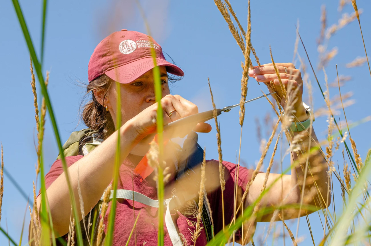 Emma Estrada A woman wearing a burgundy shirt and hat clips a grass. Many blades of grass are in the foreground of the image.