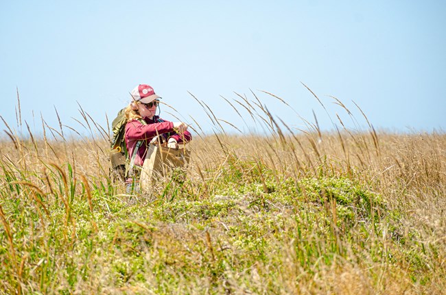 A woman with blonde hair and wearing a burgundy hat and shirt is standing in a field of long grass, using garden shears to clip a stem.