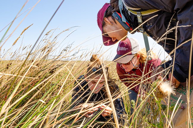 Three women observe a plant among of field of tall grasses.