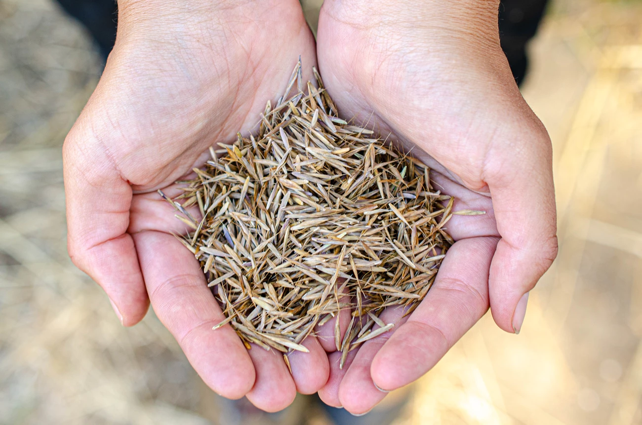 Maritime brome Cupped hands hold many brown seed coverings.
