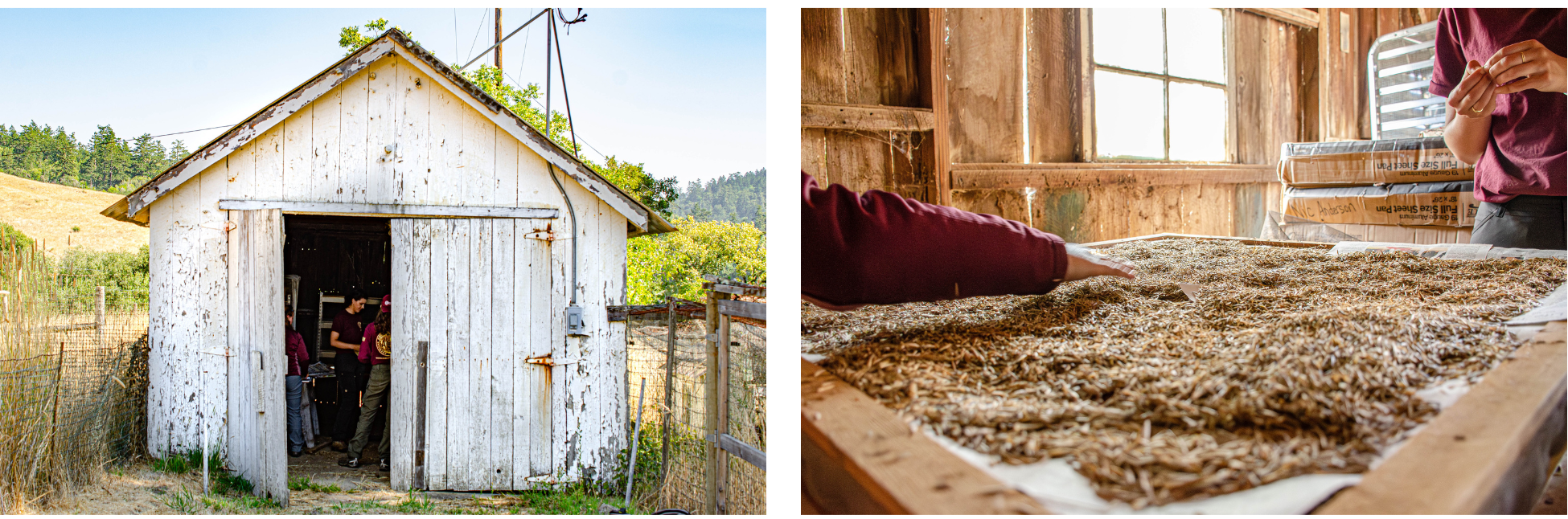 Two images are side by side. In the left image is a white barn with peeling paint. The door is open, revealing three people working inside. In the right image, hands are sorting through thousands of beige seeds spread out on a screen.