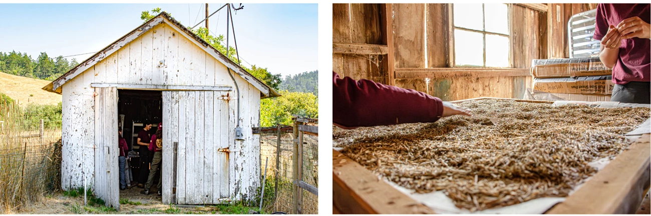 Seed barn and seed drying process Two images are side by side. In the left image is a white barn with peeling paint. The door is open, revealing three people working inside. In the right image, hands are sorting through thousands of beige seeds spread out on a screen.