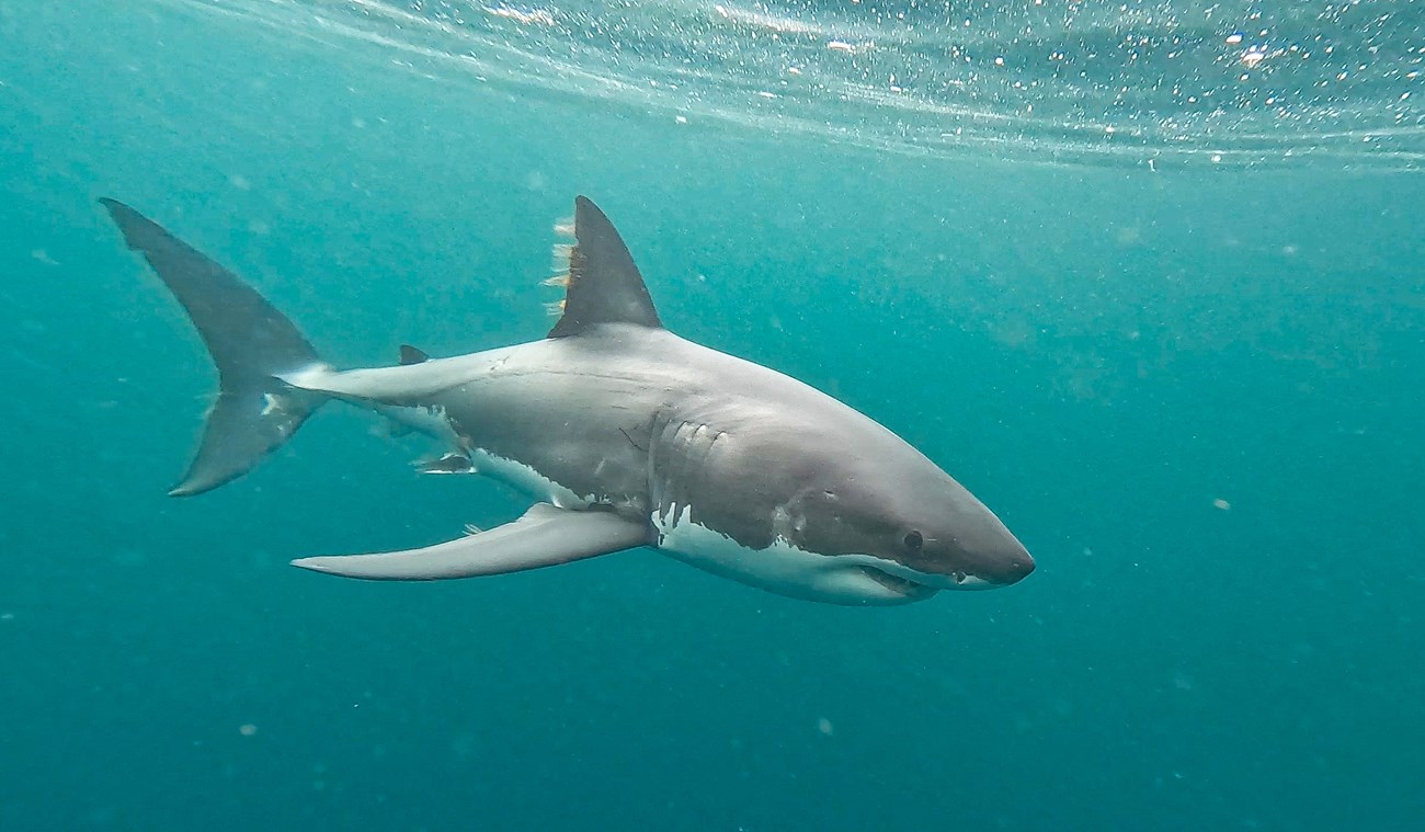 Scientists Dive Deep into a White Shark Mystery at Tomales Point