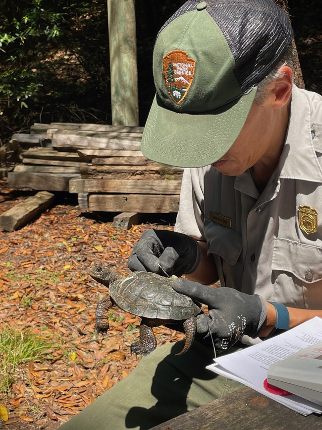 Man in NPS uniform holds a turtle, using a needle-like tool to remove a tracking device.