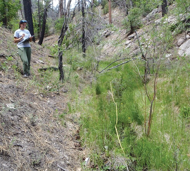 Monitoring site GICL_002 Woman stands near a line of riparian vegetation marked with transect tape.