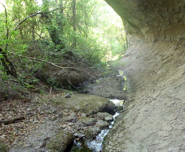 Springflow runs between a canyon wall and streambank.