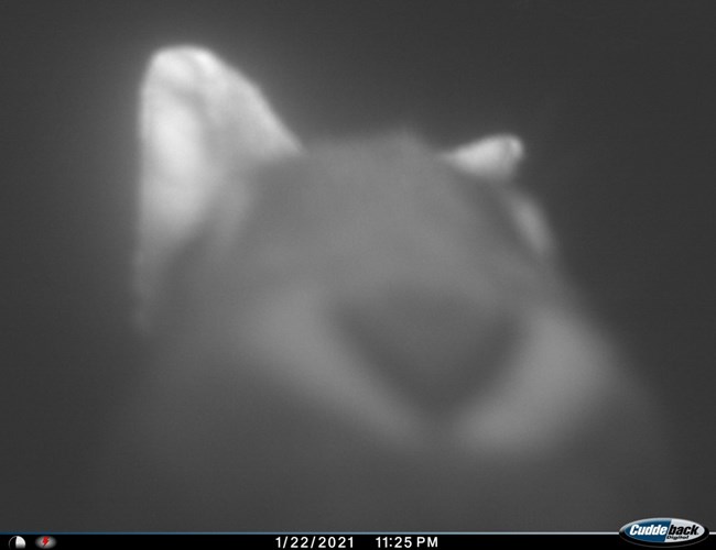 Rabbit selfie Close-up black and white photo of a rabbit's nose