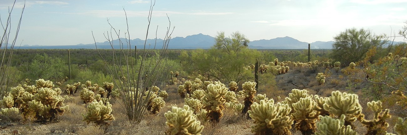 Desert landscape with cholla and mountains