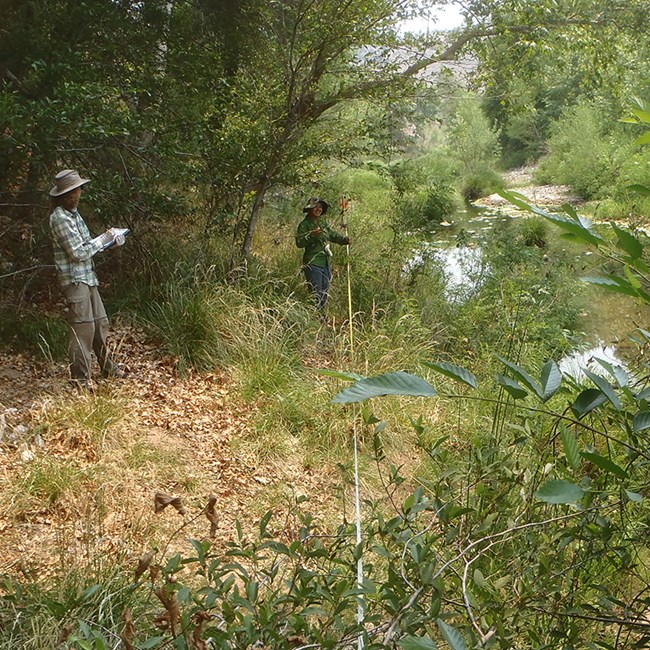 Two people with transect tape in heavily vegetated area along a stream