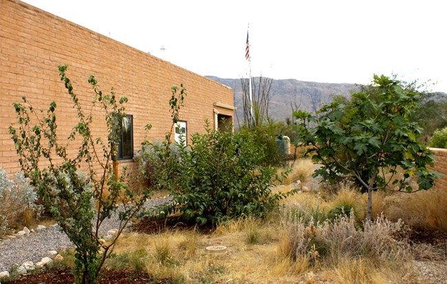 Fruit trees in garden orchard