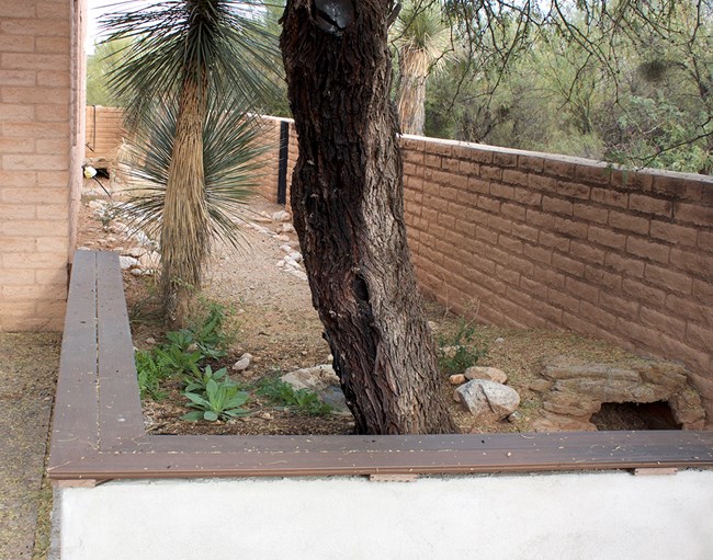 Tortoise habitat with two burrows and wall