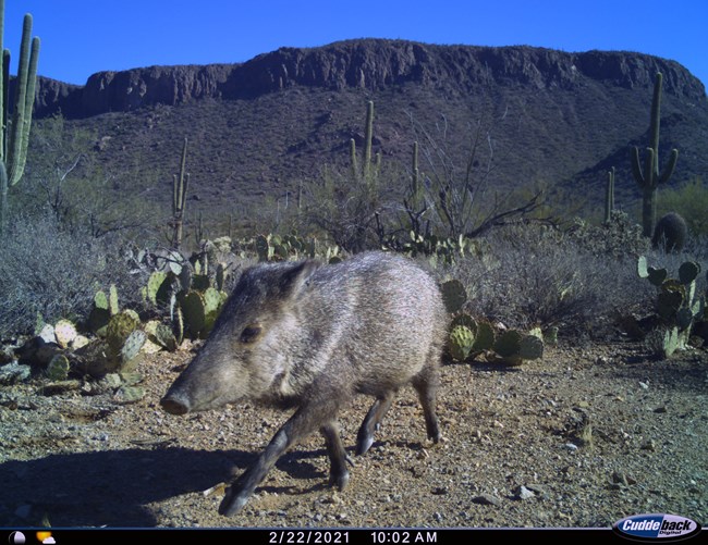 A collared peccary trots past a wildlife camera in a desert landscape