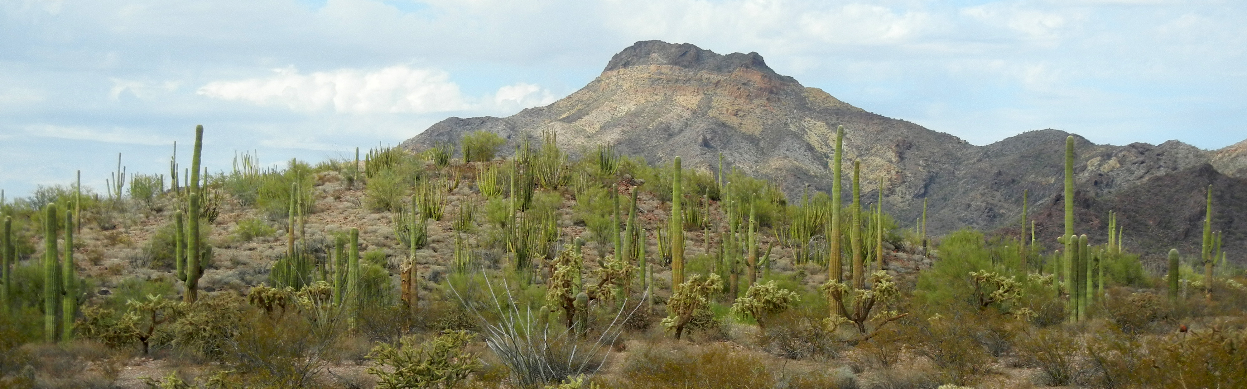 Snakes - Organ Pipe Cactus National Monument (U.S. National Park Service)