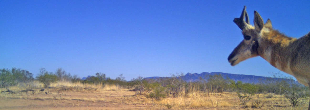 Desert scene with pronghorn entering from right