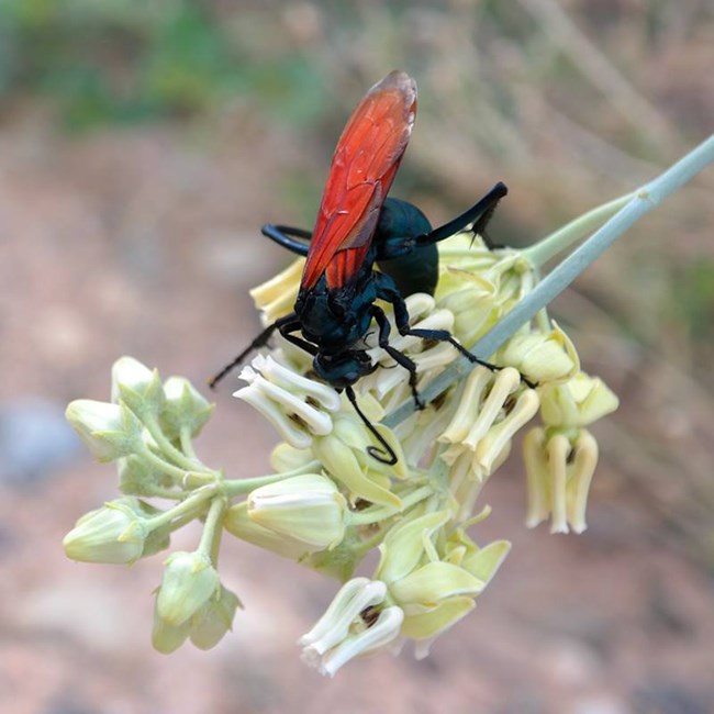 Tarantula hawk on flower